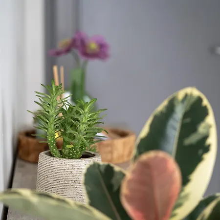 Casa Jami Apartment